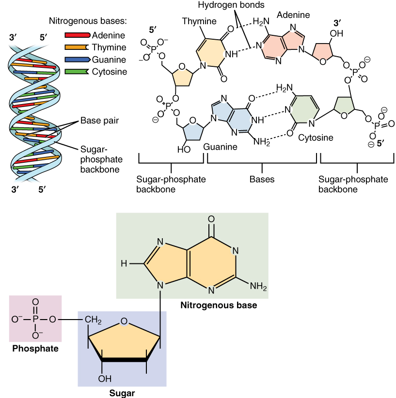 ../../_images/0322_DNA_Nucleotides.jpg