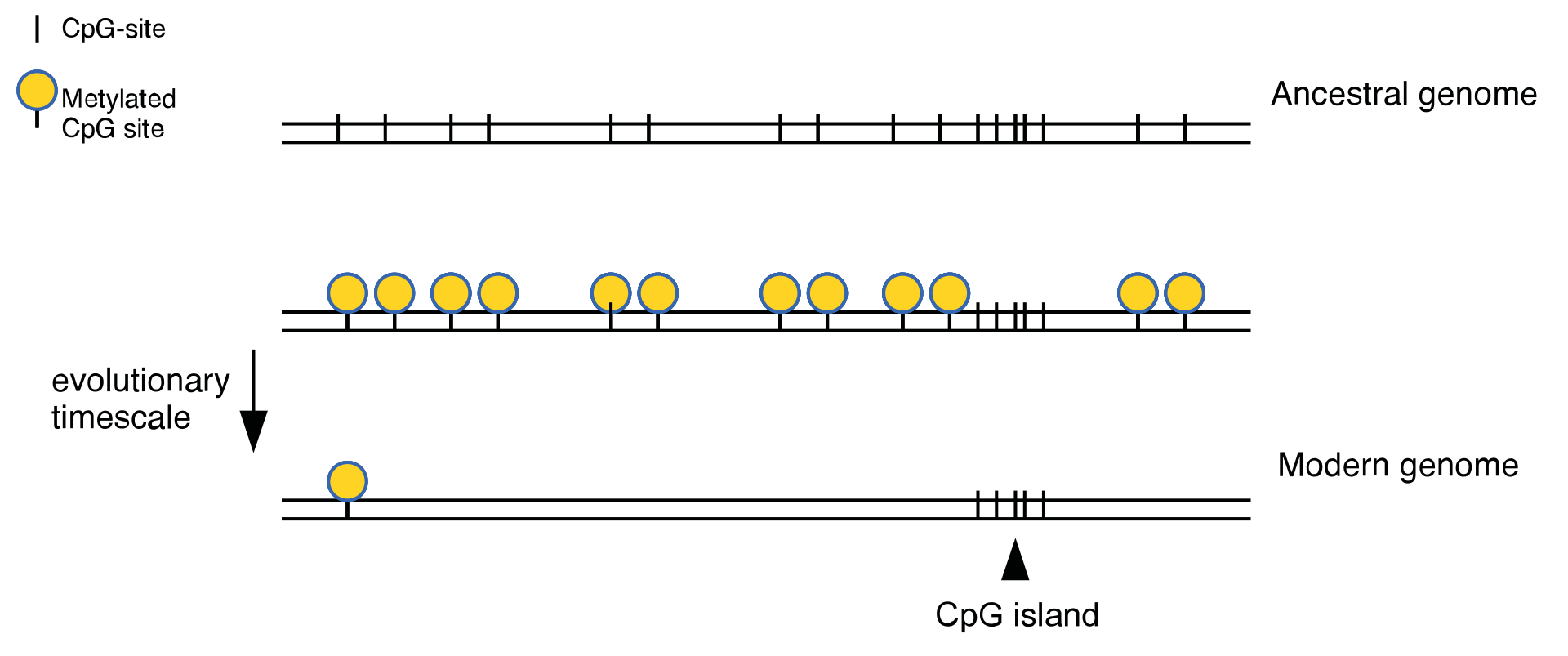 ../../_images/Cpg_island_evolution.svg.png