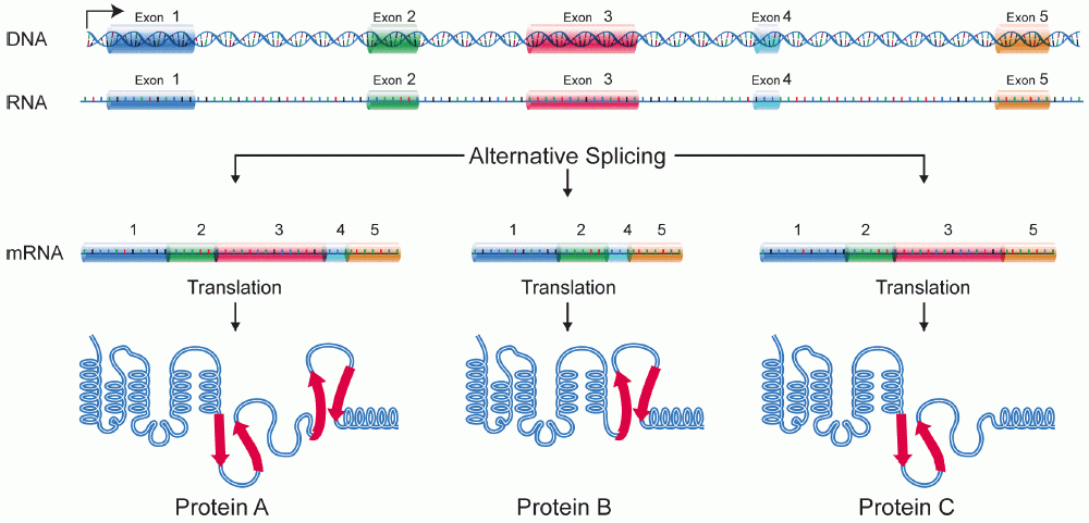 ../../_images/DNA_alternative_splicing.gif