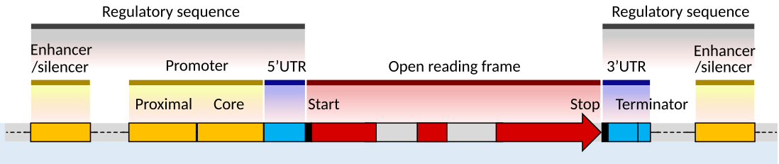 ../../_images/Gene_structure_eukaryote_2_annotated.svg.png