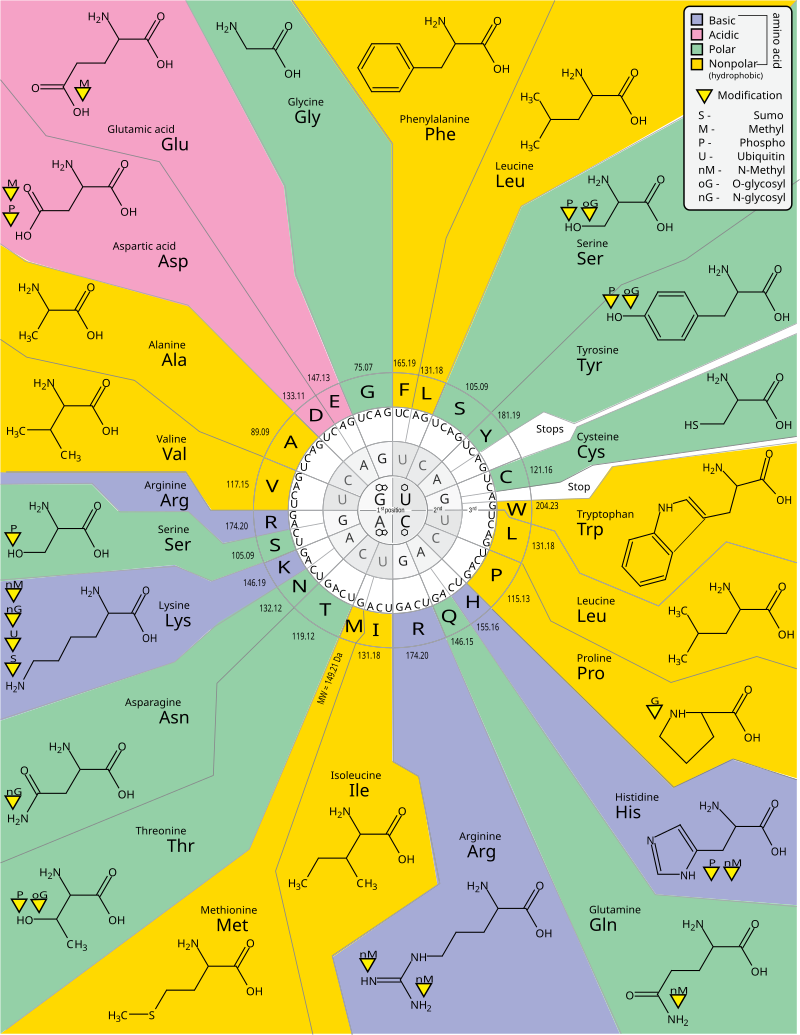 ../../_images/GeneticCode21-version-2.png
