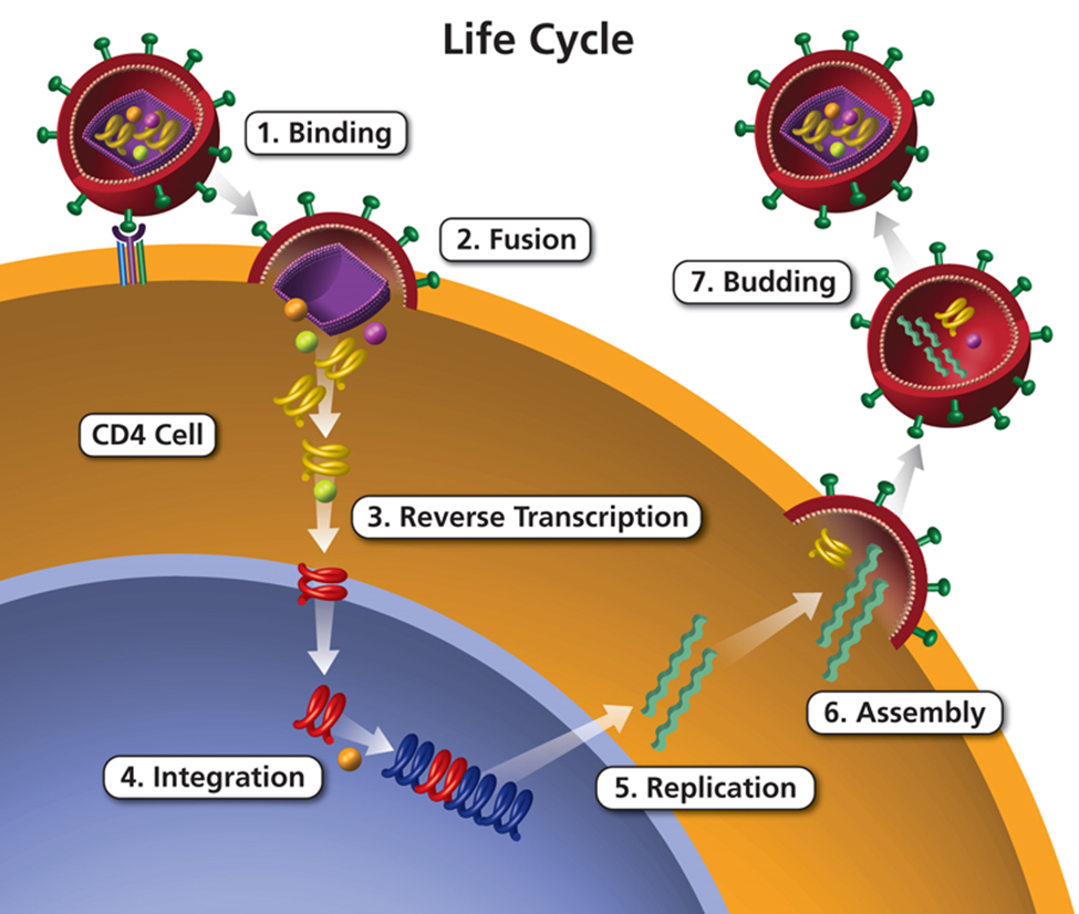 ../../_images/HIV_lifecycle.png
