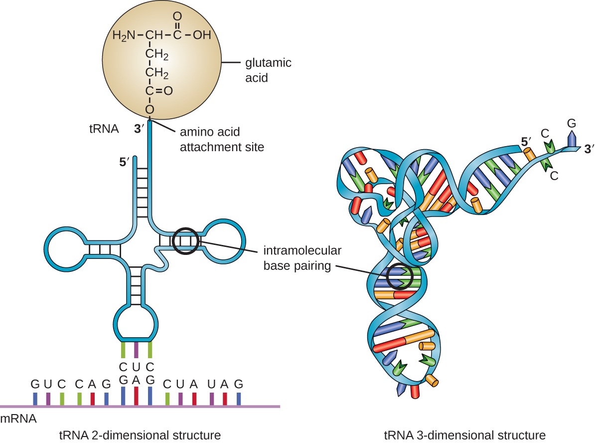 ../../_images/TRNA_structure_2D_3D.jpg