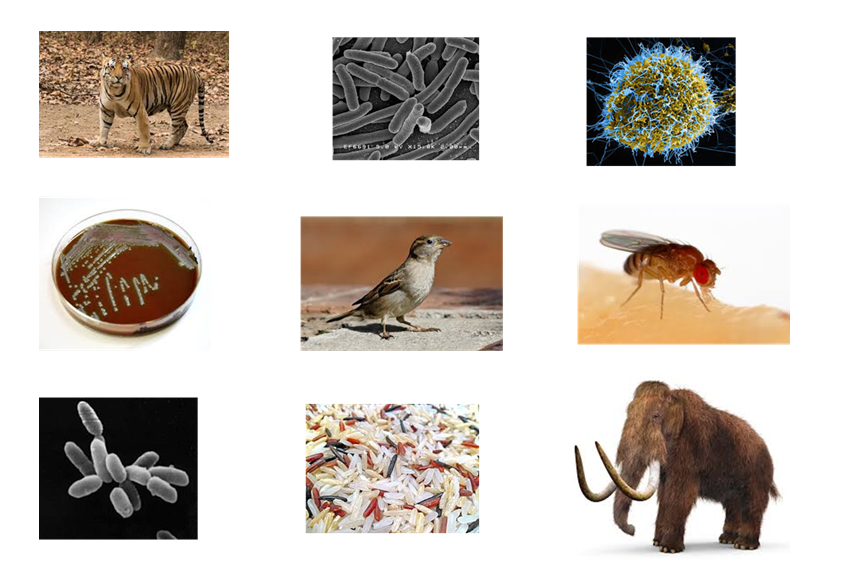 ../../_images/diversity_of_life.png