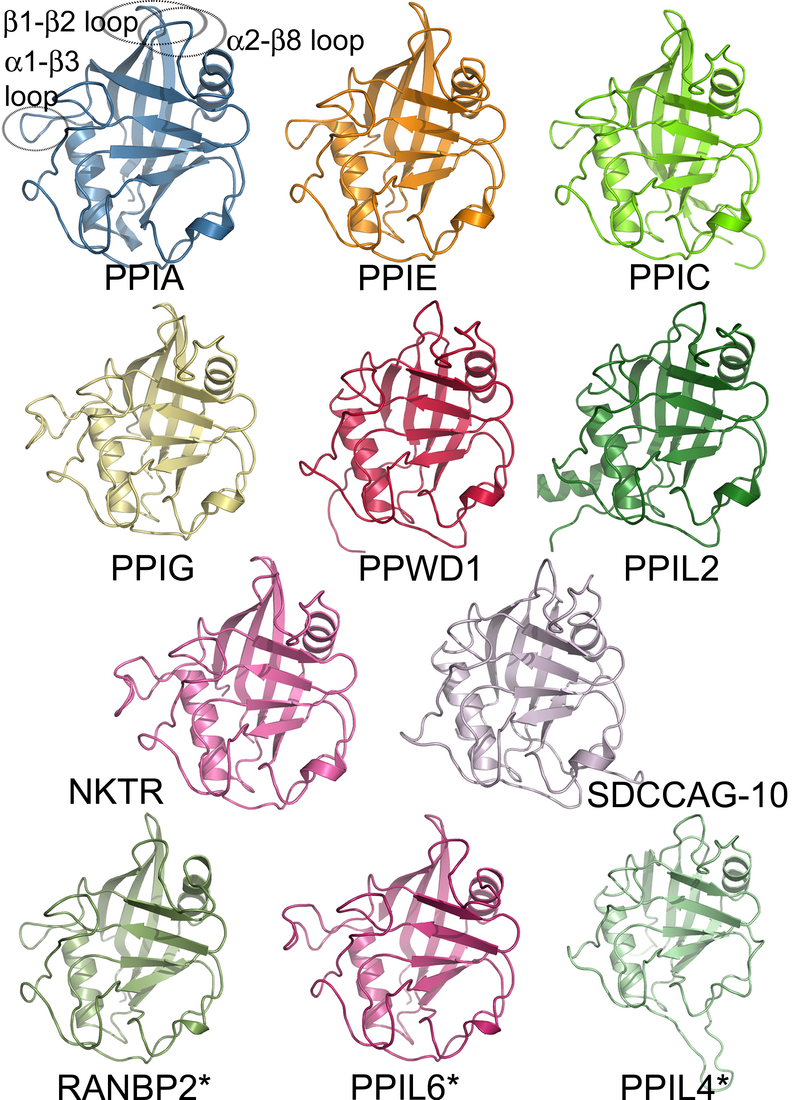 ../../_images/human_cyclophilin_family.png
