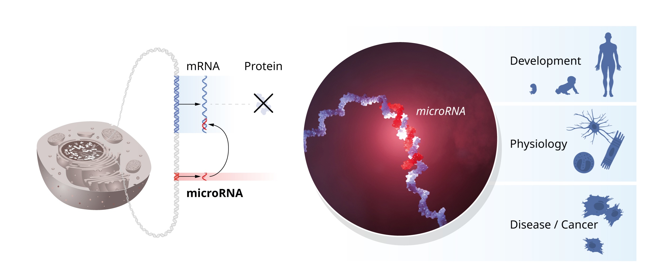 ../../_images/microRNA_nobel_prize.jpg