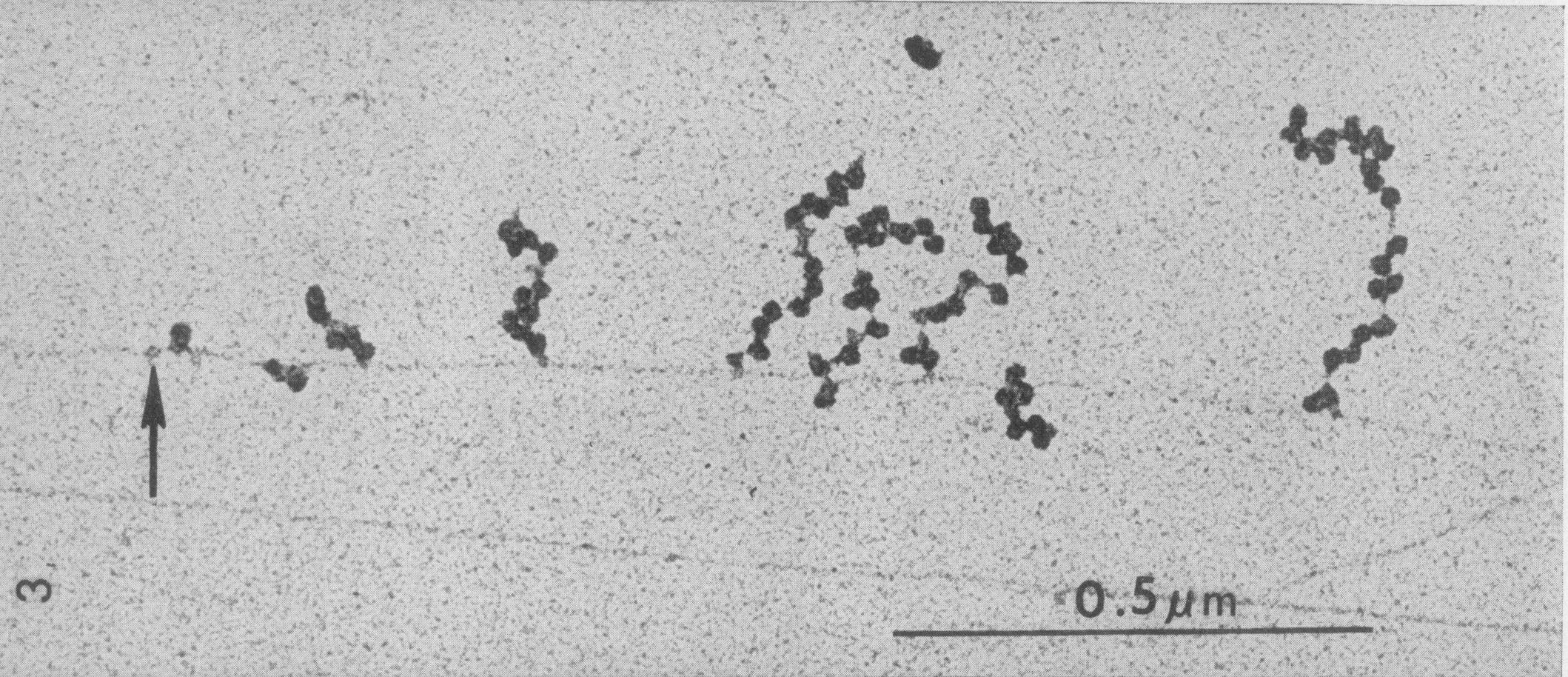 ../../_images/protein_synthesis_microscope.png
