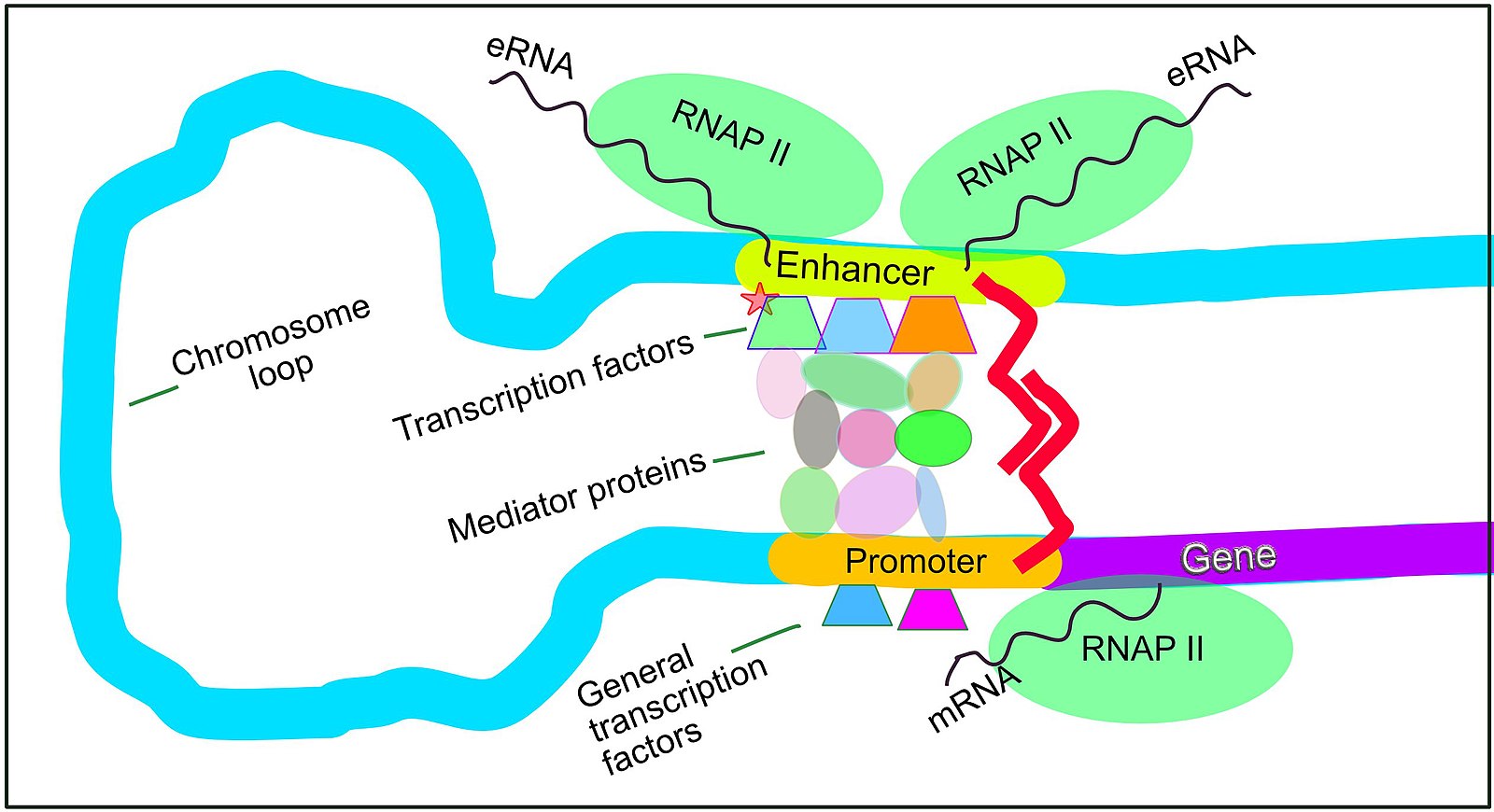 ../../_images/transcription_regulation.jpg